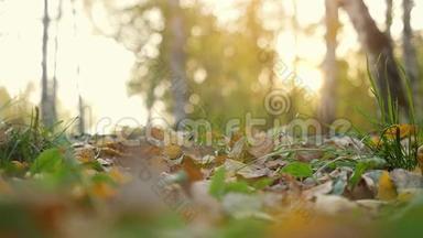 秋天干燥的叶子在秋天公园里缓慢地落在地上。 美丽的秋林，阳光灿烂。 <strong>1920</strong>x1080